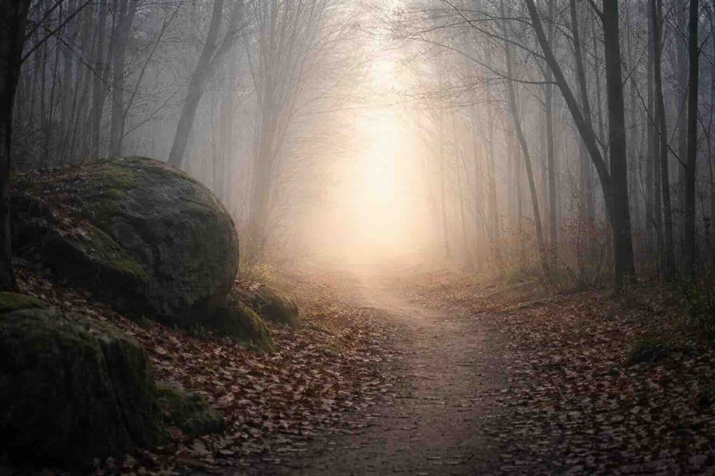 Kompliceret sorg visualiseret som stille skovsti i tåge med blødt lys og gradvis åbning
